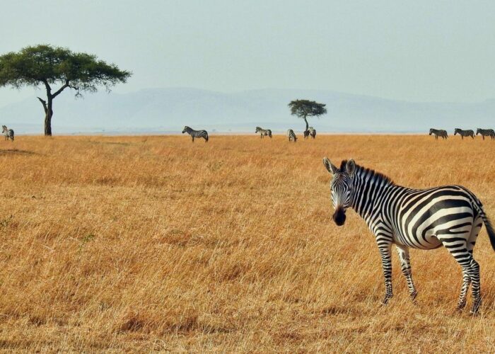 Northern Tanzania Safari,Lake Manyara National Park, Ngorongoro Crater & Tarangire National Park