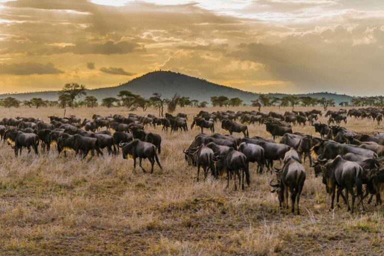 Wildebeest Great Migration