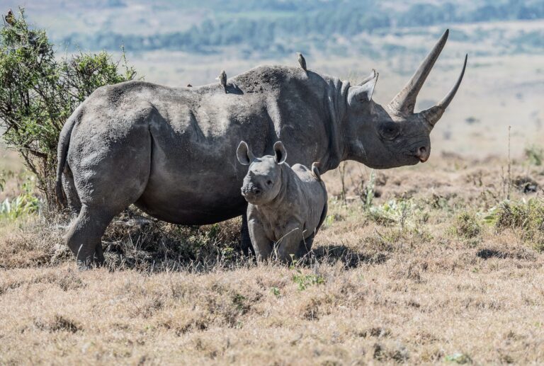 Kenya, Tanzania, Family Safari