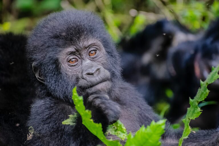 Uganda Wildlife Safari