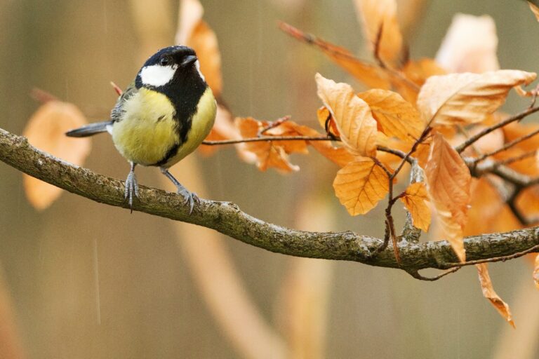 Birdwatching Safari