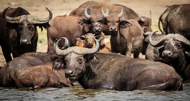 queen-elizabeth-national-park-safari